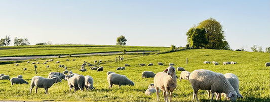 Sheep Milk - Education