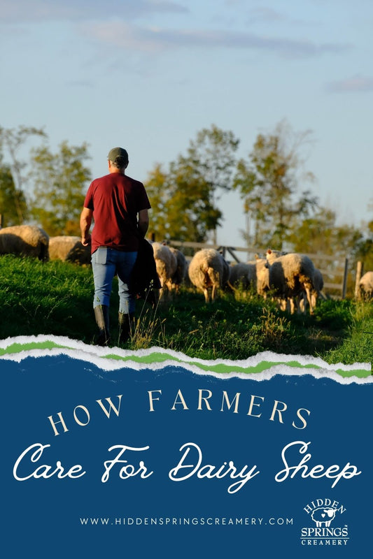 How Farmers Care for Dairy Sheep