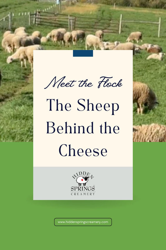 Meet the Flock: The Sheep Behind the Cheese