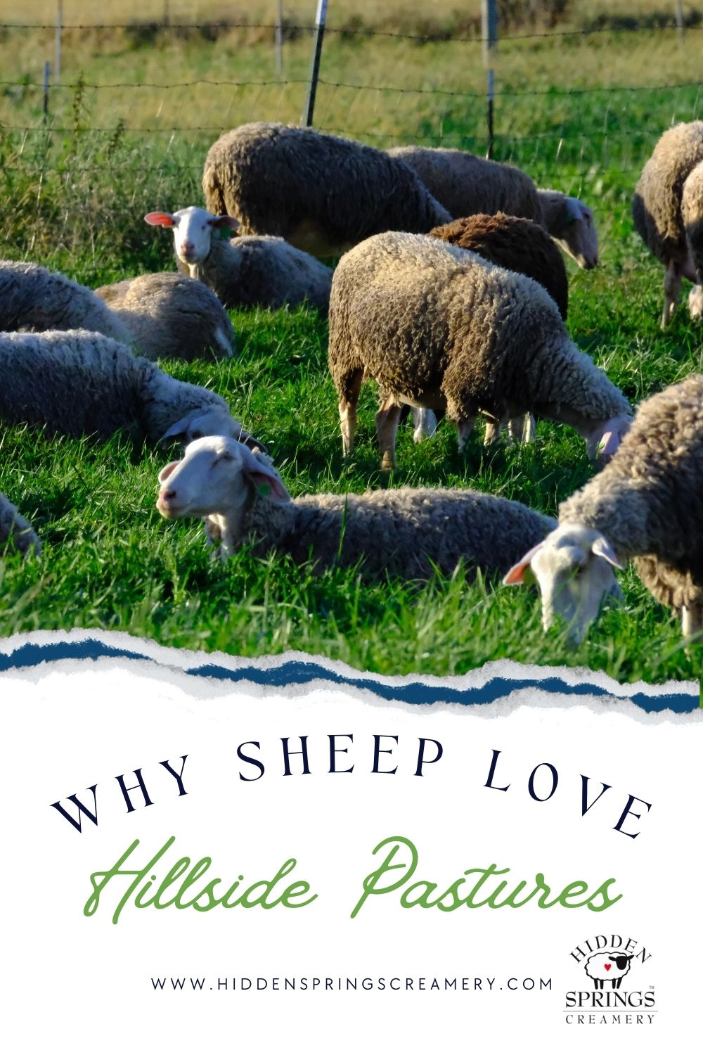 Why Sheep Love Hillside Pastures