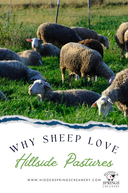 Why Sheep Love Hillside Pastures